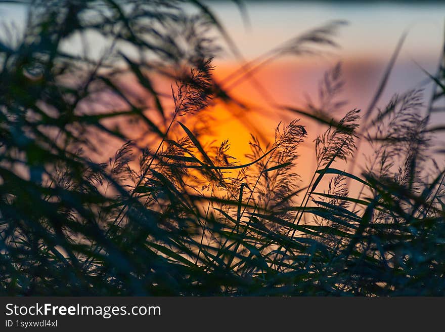 Grass at lakeside during sunset