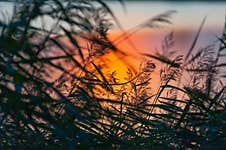 Grass At Lakeside During Sunset Royalty Free Stock Photography