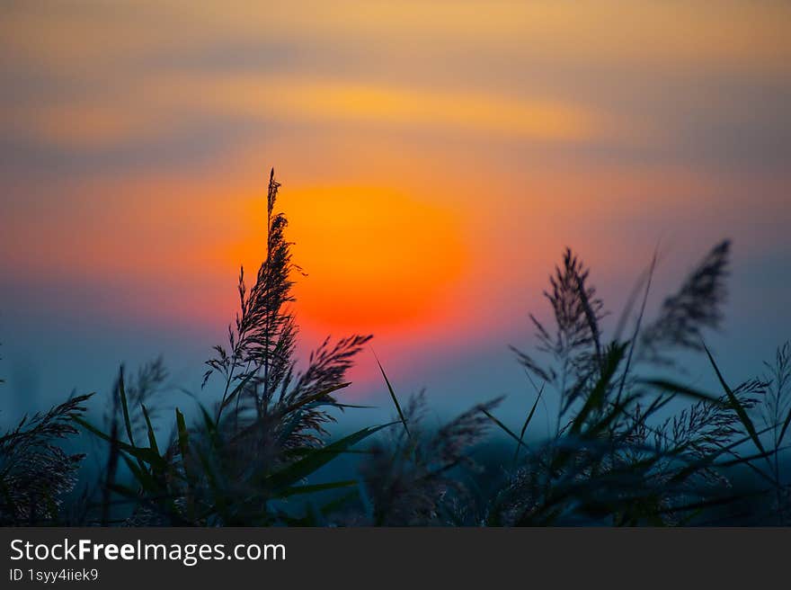 Grass at lakeside during sunset blurred background