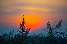 Grass At Lakeside During Sunset Blurred Background Stock Image