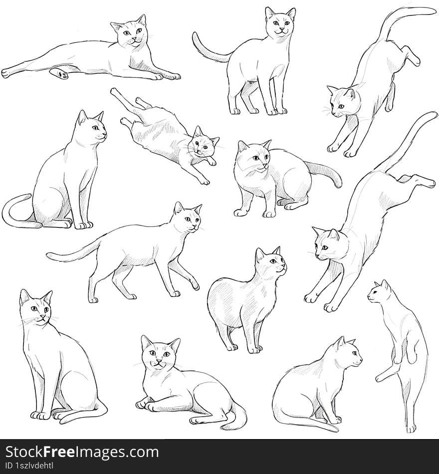 Adorable Cats in Pencil Drawing