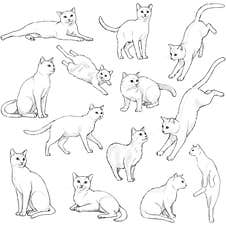 Adorable Cats In Pencil Drawing Stock Image