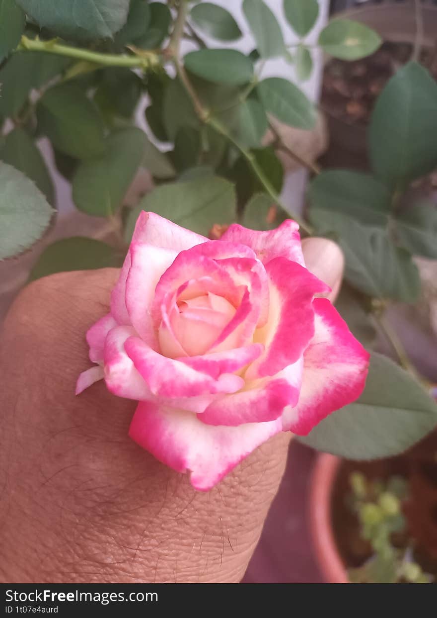 Touch of Love : The Beauty of Roses in Your Hands