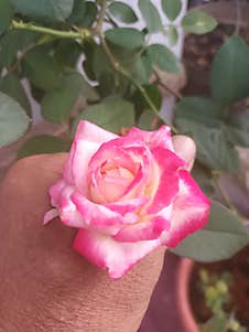 Touch Of Love : The Beauty Of Roses In Your Hands Stock Photos