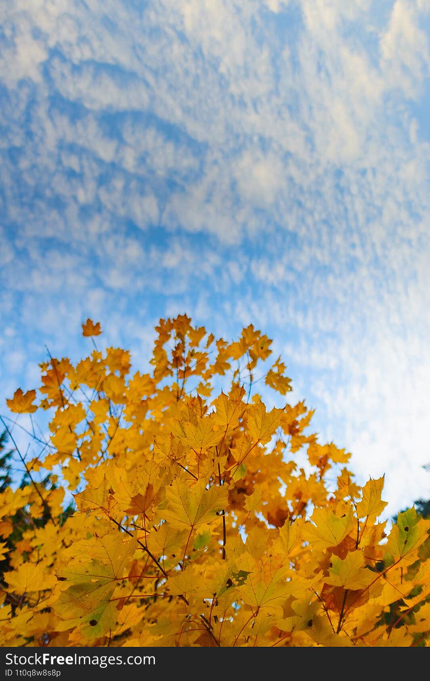 Autumn golden leaves of maple on a branch against bluesky