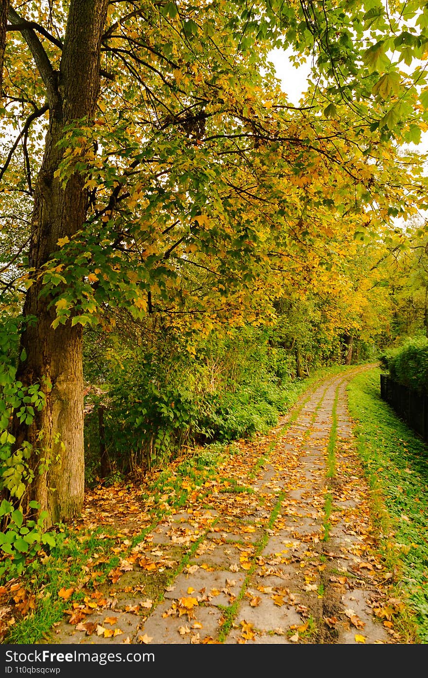 Autumn yellow leaves on a pavement