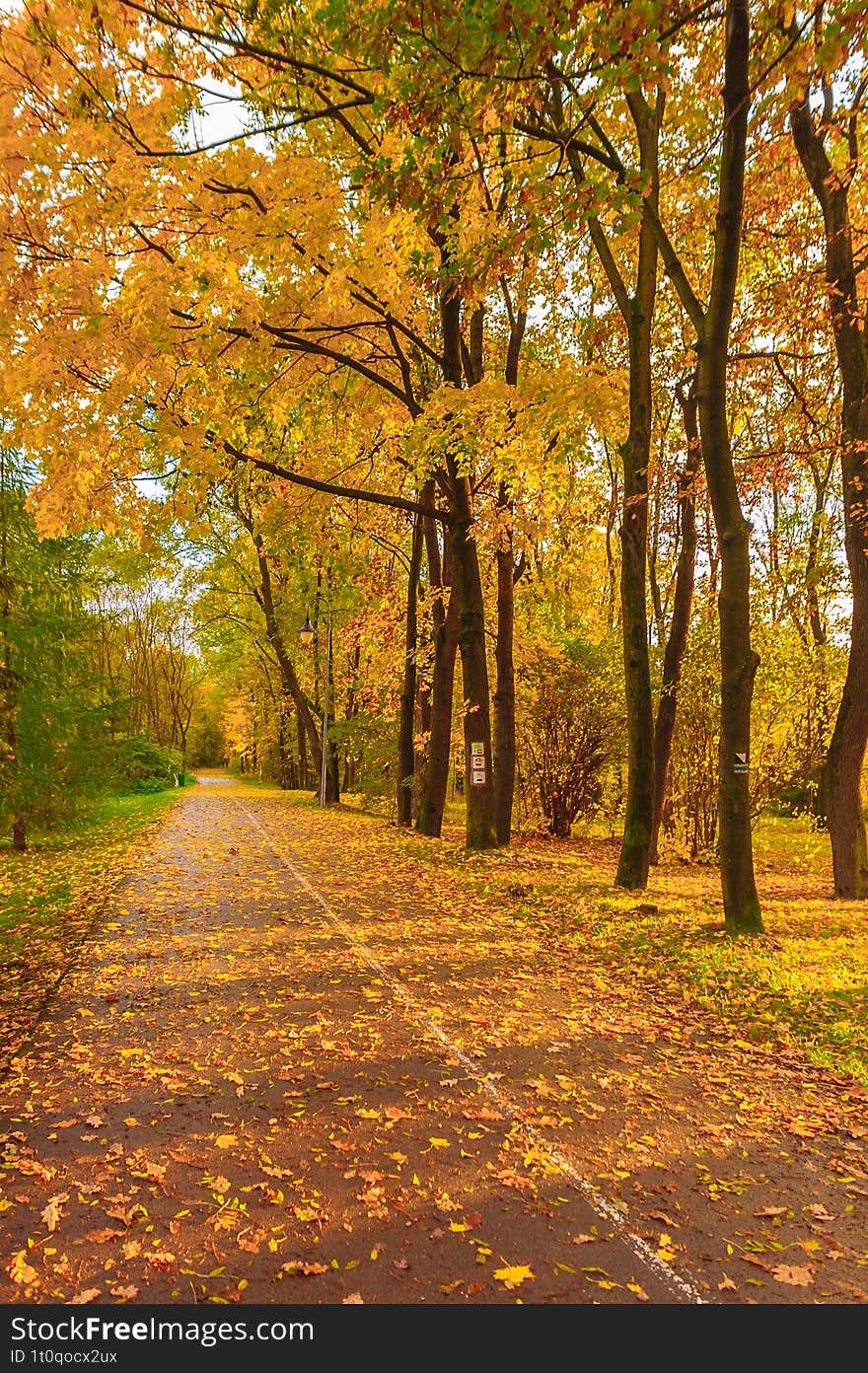 Autumn scenery of pavement and trees with yellow leaves during golden hour