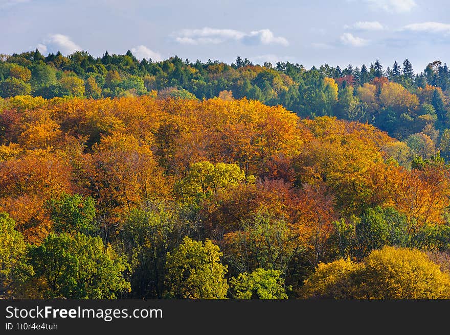 Autumn scenery of trees covered with yellow and golden leaves