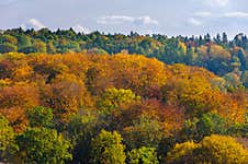 Autumn Scenery Of Trees Covered With Yellow And Golden Leaves Royalty Free Stock Photos