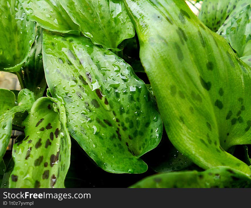 wet plant leaves after rain