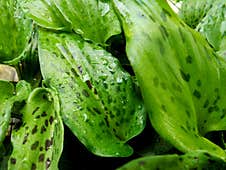 Wet Plant Leaves After Rain Royalty Free Stock Images