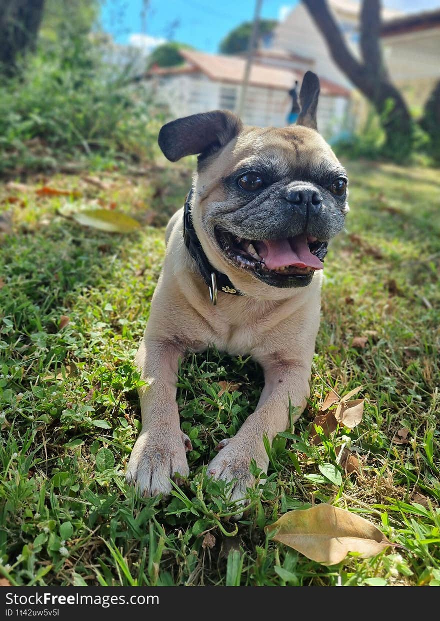 An adorable pug dog happily resting on a lawn, displaying a cheerful demeanor and excited expression, with blurred suburban houses