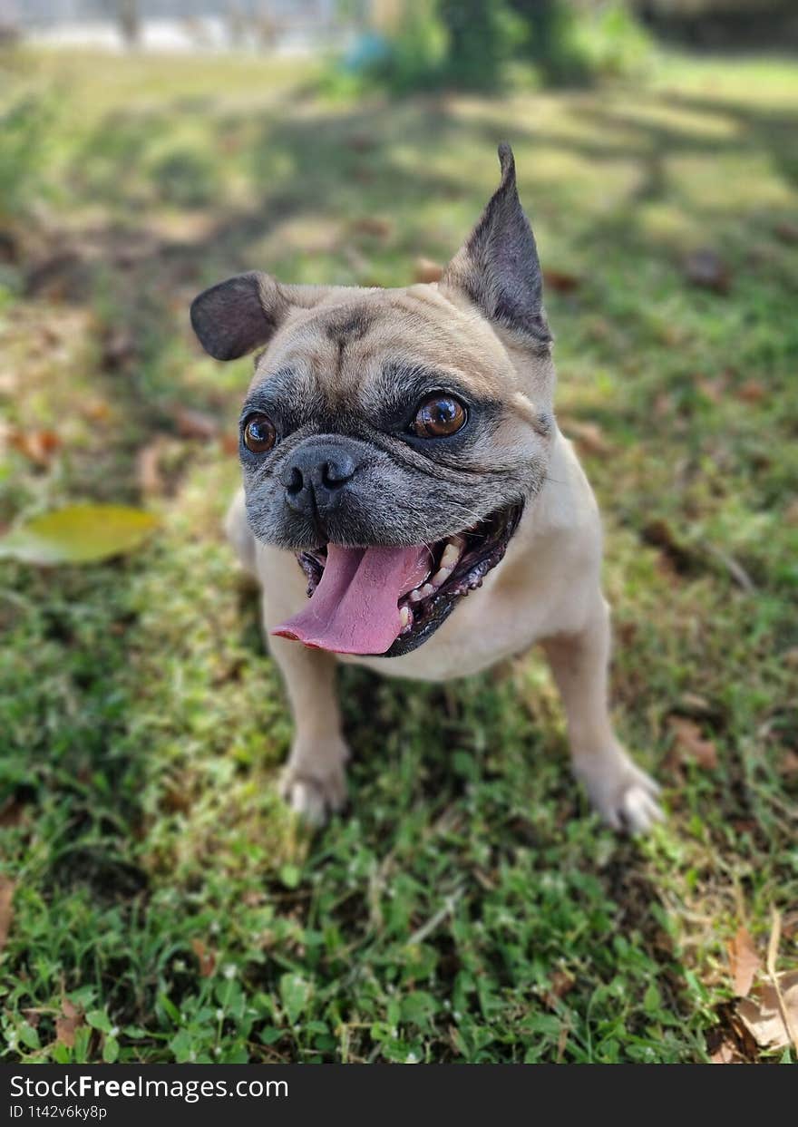 Adorable French bulldog with tongue out in a grassy field on a sunny day, portraying the joyful and playful canine energy, capturi