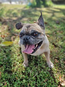 Adorable French Bulldog With Tongue Out In A Grassy Field On A Sunny Day, Portraying The Joyful And Playful Canine Energy, Capturi Stock Photography