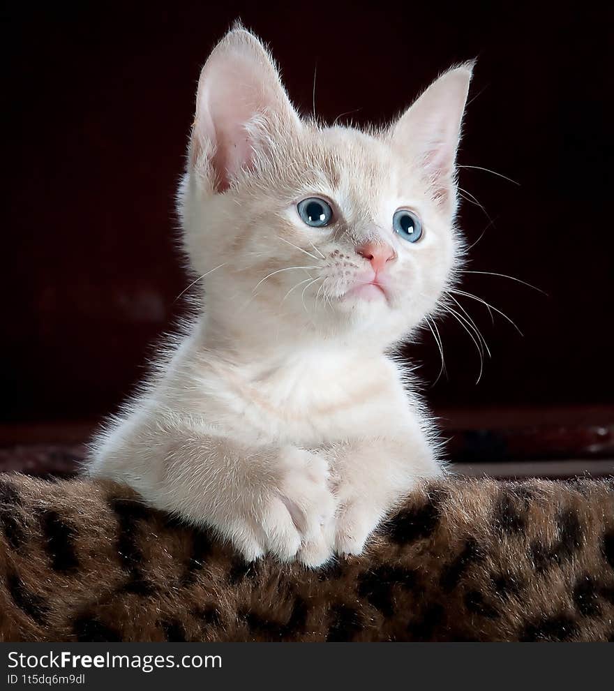 lovely kitten watching something with curiosity