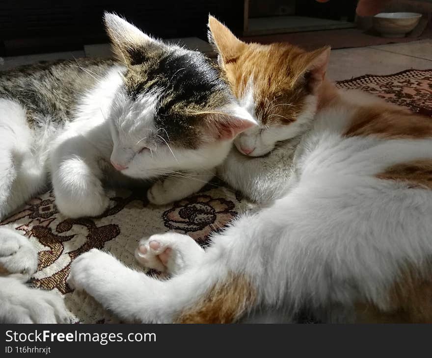 The rescued kittens are now safely on their dream trip.