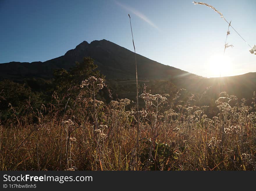 Edelweiss flowers in the morning on the beauty of Rinjani on the southern route
