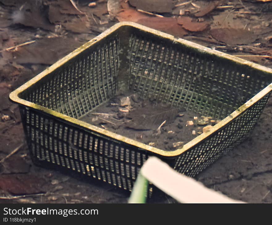 A fish feeder in the form of a basket with small holes. The feeder is in the water, surrounded by fallen red leaves, on the bottom you can see something like the remains of fish food. A fish feeder in the form of a basket with small holes. The feeder is in the water, surrounded by fallen red leaves, on the bottom you can see something like the remains of fish food