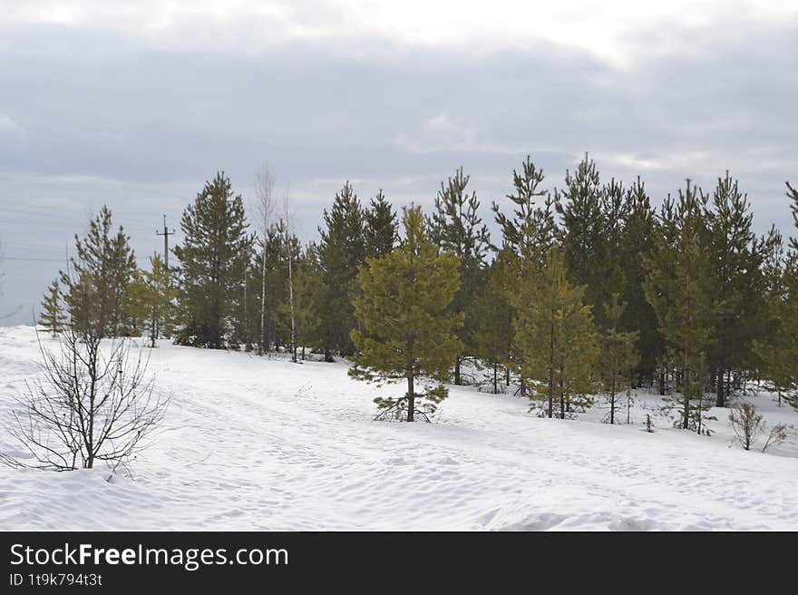 The forest in spring 22,03