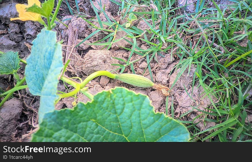 Young plant, possibly a gourd or vine, emerging from soil. Large green leaves with pronounced veins shield part of the vine. The tendril, light green and elongated, extends over earthy soil scattered with grass. Bright yellow flower near the stem complements the scene, indicating early growth or flowering stage. The textured soil and surrounding green blades of grass suggest a garden or natural growing area. Young plant, possibly a gourd or vine, emerging from soil. Large green leaves with pronounced veins shield part of the vine. The tendril, light green and elongated, extends over earthy soil scattered with grass. Bright yellow flower near the stem complements the scene, indicating early growth or flowering stage. The textured soil and surrounding green blades of grass suggest a garden or natural growing area.