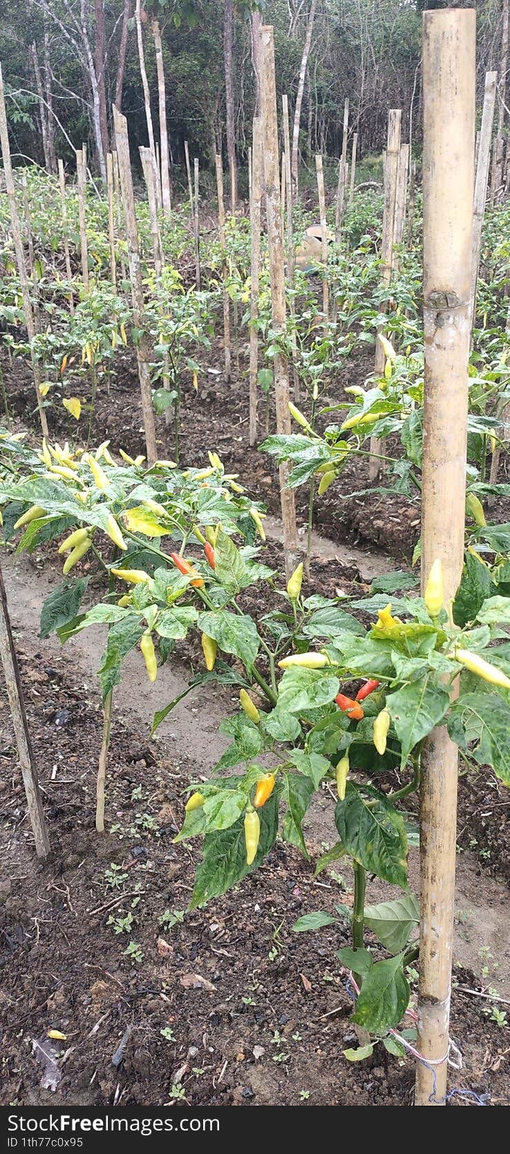 Plant Lush And Neat Chili Peppers