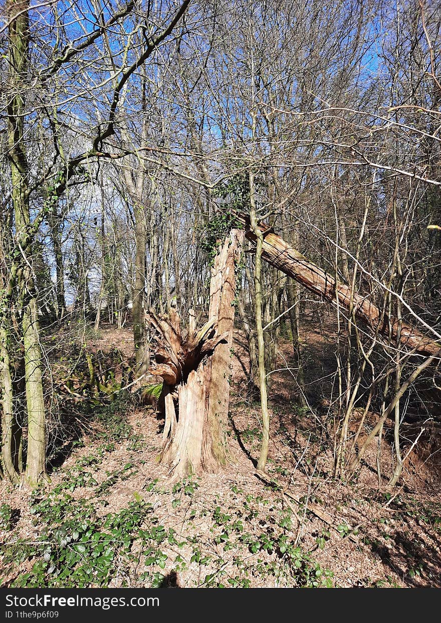 the picture shows a tree blown down by a storm in a forest landscape at the beginning of spring