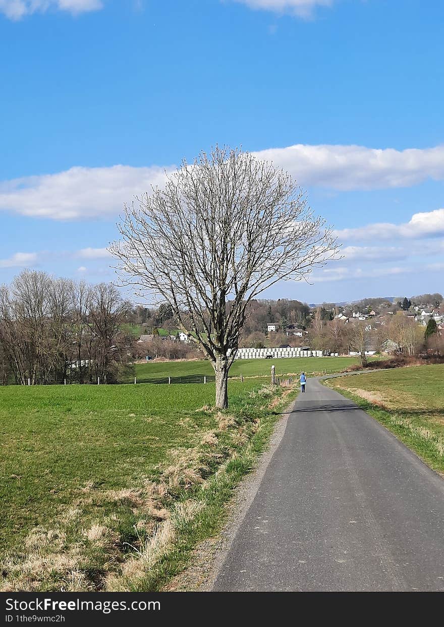 open landscape at the beginning of spring with a single tree on a country lane. open landscape at the beginning of spring with a single tree on a country lane