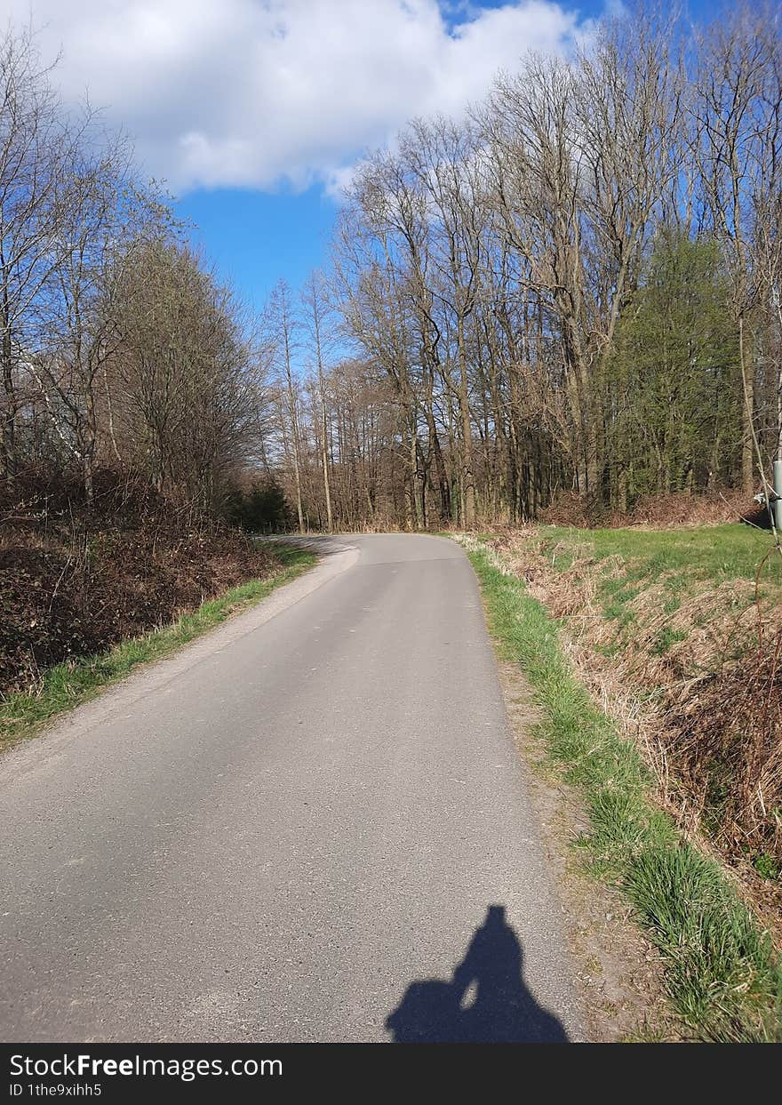 the picture shows a forest path at the beginning of spring. the picture shows a forest path at the beginning of spring