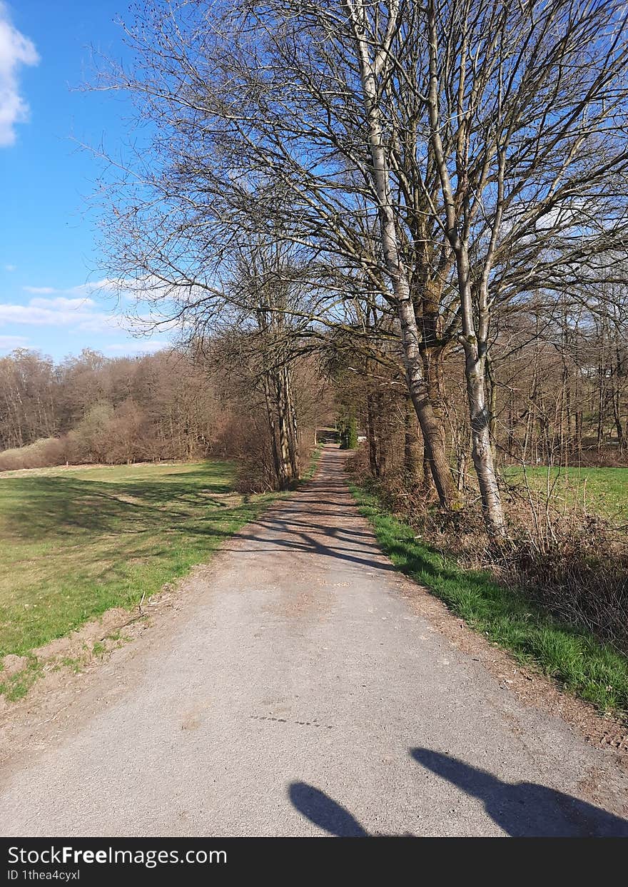 path from the field into the forest