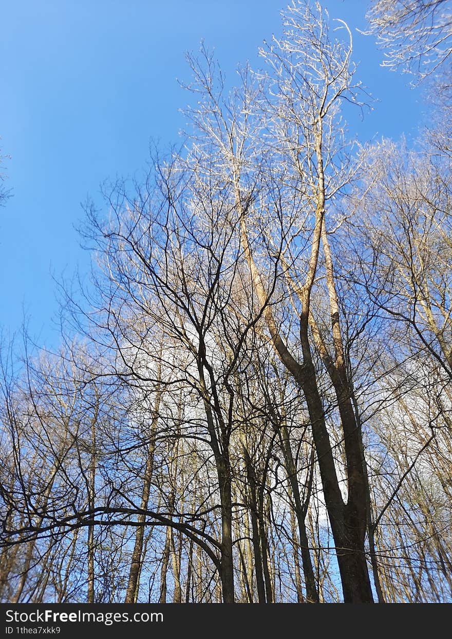 the tree tops in a wooded area are illuminated by the sun. the tree tops in a wooded area are illuminated by the sun