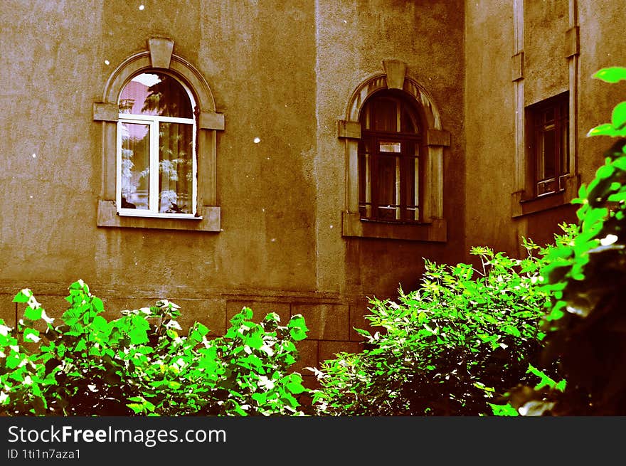 The wall of the building with arched windows and one rectangular window on the side. The wall is light brown in color and has the texture of old plaster. In the foreground is dense green bushes illuminated by sunlight.