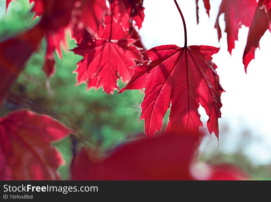 The image shows red acer leaves illuminated by sunlight. They hang on a tree, with the washed out green of other trees in the back