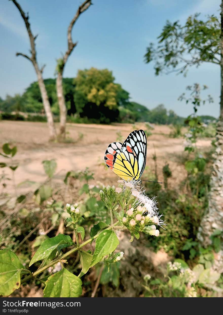 butterfly on a flower, Beautiful butterflies and beautiful flowers of Bangladesh