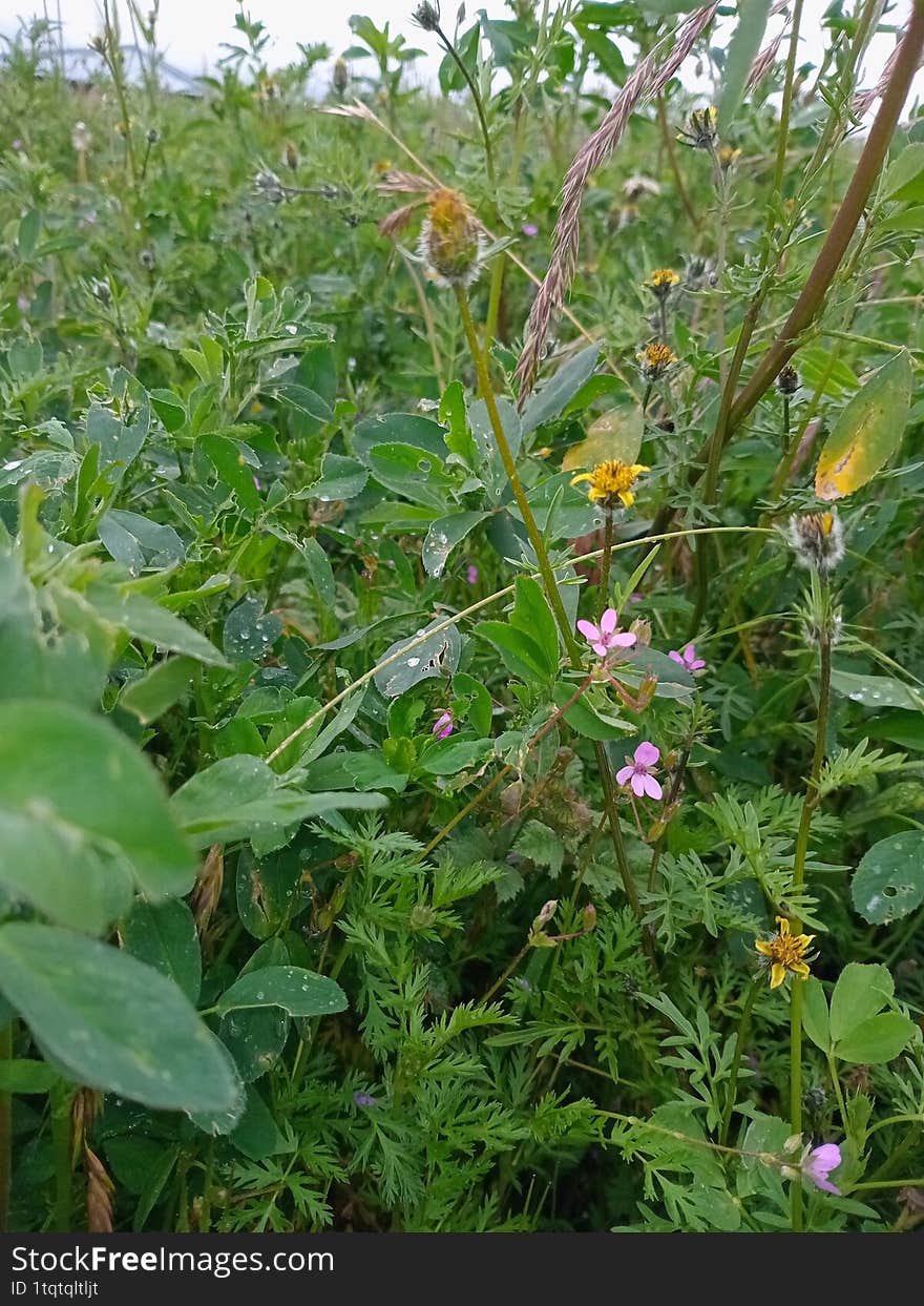 Green alpha plants in spring