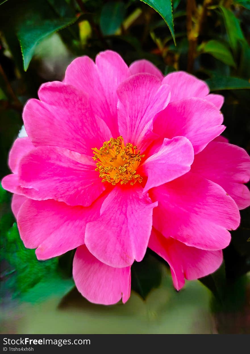 A stunning close-up of a vibrant pink camellia flower in full bloom, showcasing its delicate petals and intricate golden-yellow st