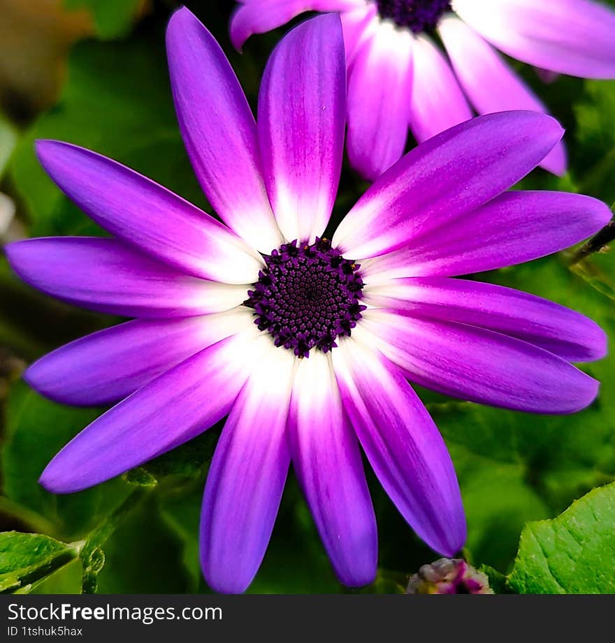 A stunning two-toned blossom with delicate elongated petals, gracefully blending white and purple hues. The intricate details and