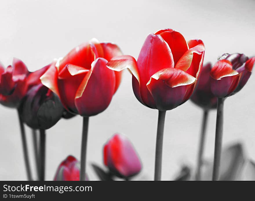 tulip in the garden black and white