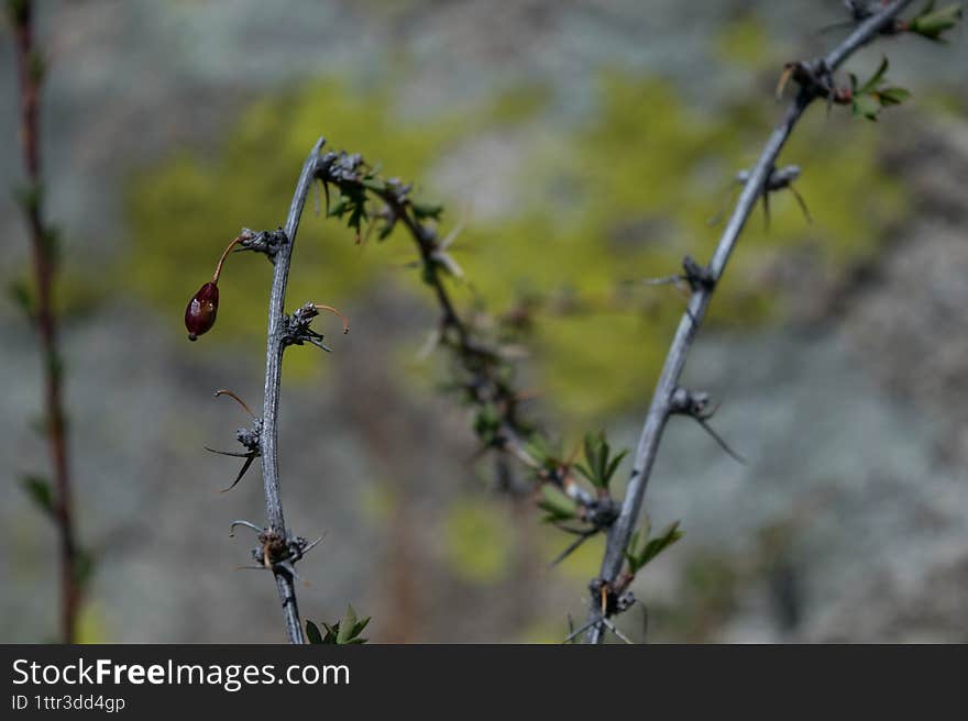 thorny branches with a berry on a background of fresh greenery