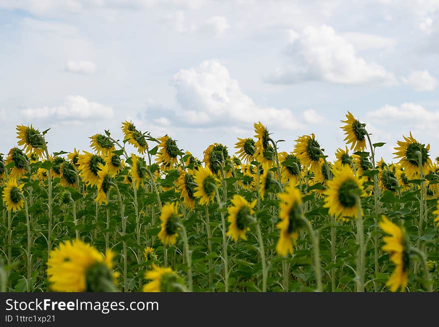 Sunflowers looking for the sun