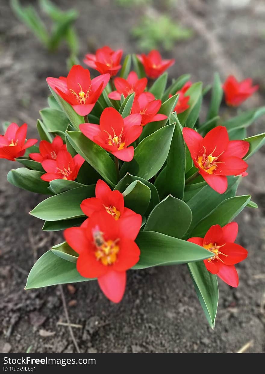 Red flowers tulip, boken image