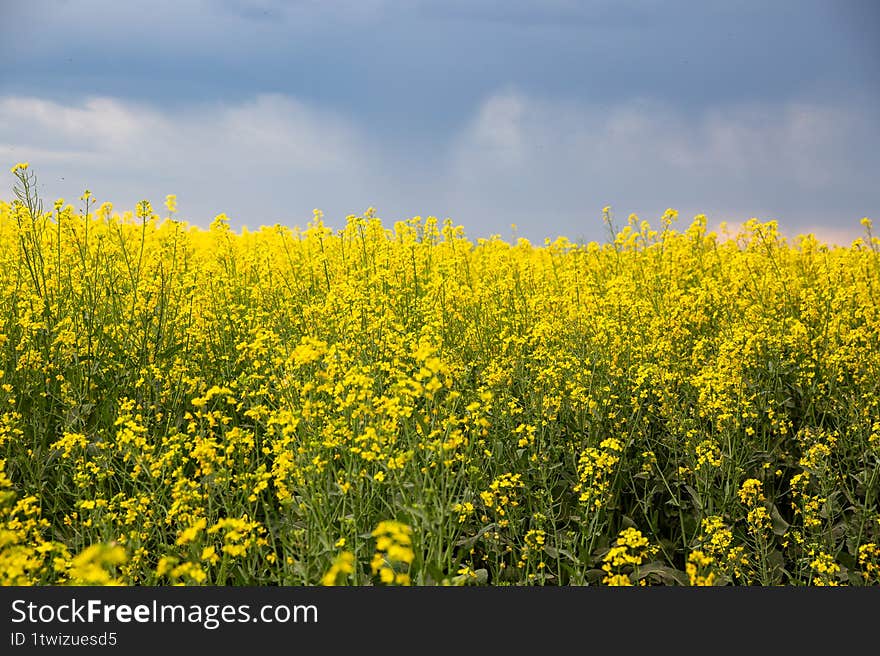 Rapeseed field, yellow rapeseed field and blue sky, beautiful landscape, agronomy