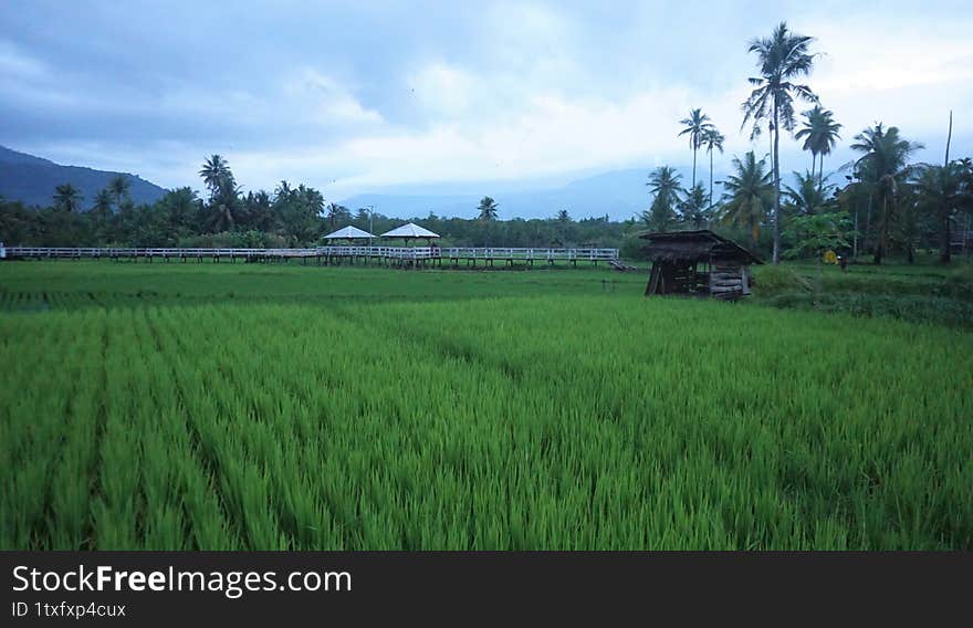 Alor Island, Indonesia. 30 ?March ?2025, Rice field view in the morning sun. Countryside view with misty valley behind the forest. Simple house and tree in the middle and fluffy clouds in the clear