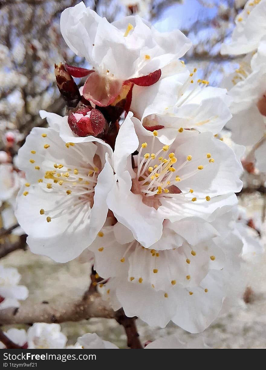 white and pink apricot flowers on a branch. delicate flowers and young green leaves on a branch in spring