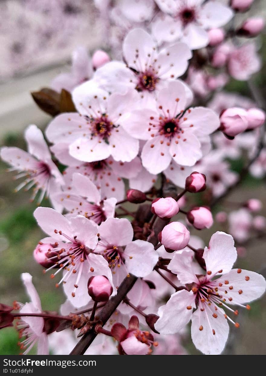 pink flowers of ornamental plum. delicate flowers and young green leaves on a branch in spring