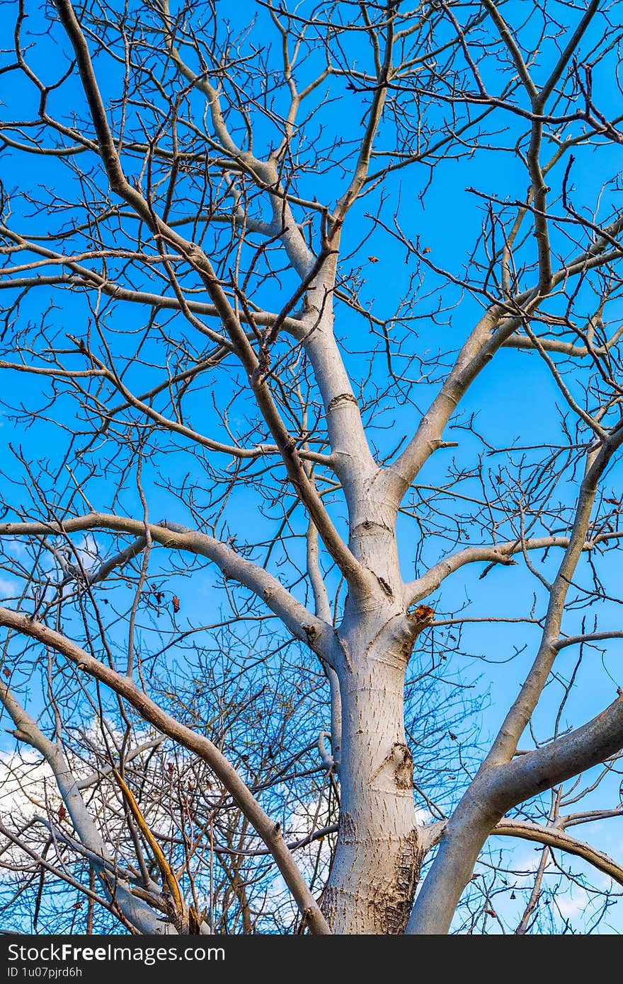 Winter Tree With Intricate Branches Reaching Skyward