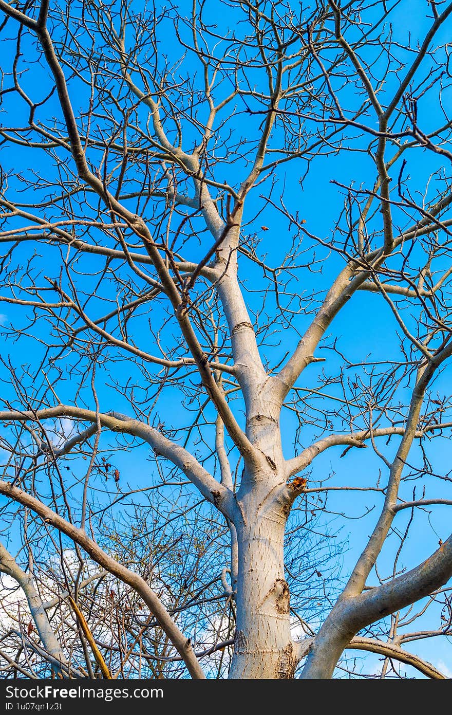 Majestic Bare Tree Against A Bright Blue Sky