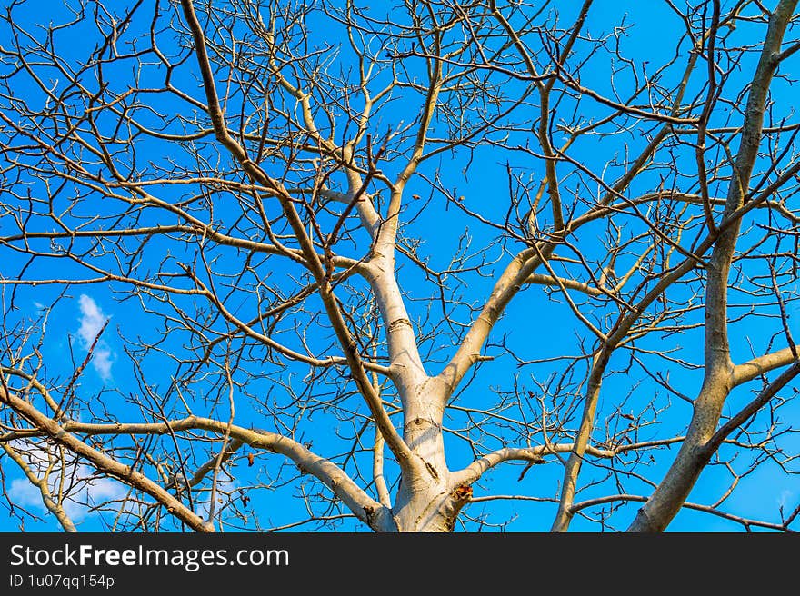 Majestic bare tree against a bright blue sky