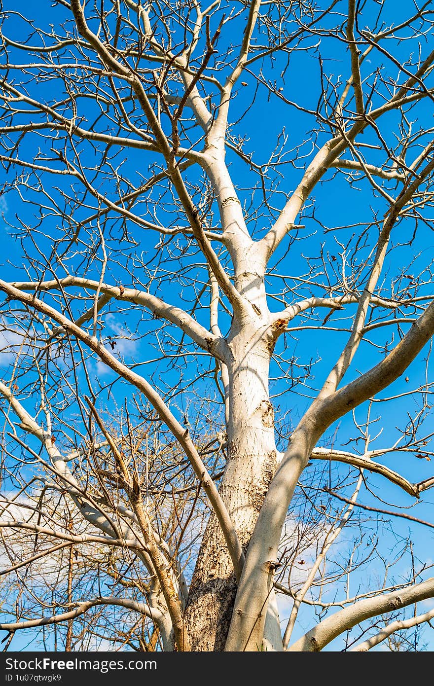 Majestic bare tree against a bright blue sky
