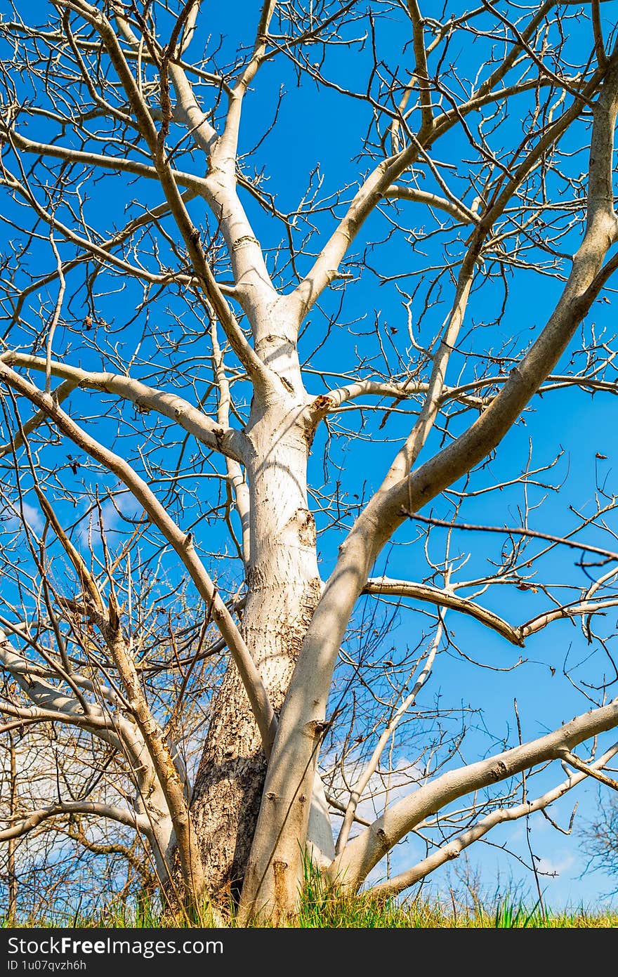 Majestic bare tree against a bright blue sky