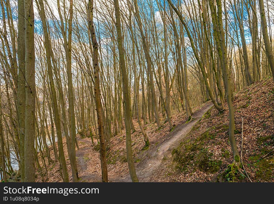 Tranquil Woodland Scene with Bare Trees and Green Moss